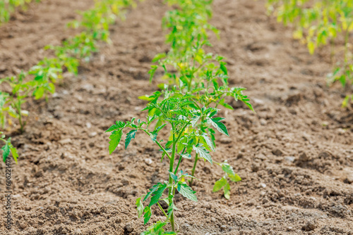 An young tomato seedlings growing in soil of greenhouse