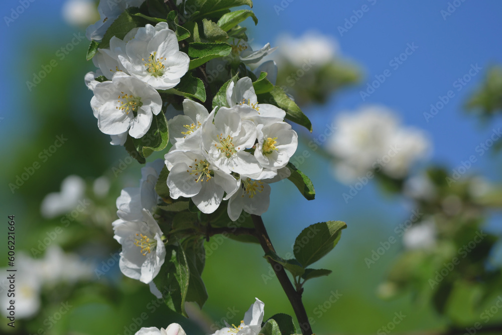 Obraz premium beautiful flowers on a branch of an apple tree against the background of a blurred garden