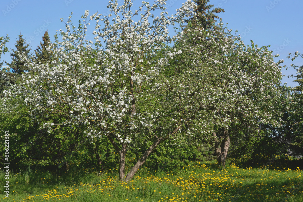 Apple orchard blooming in spring. Garden with blossoming trees. Apple orchard blooming in spring. Garden with blossoming trees.