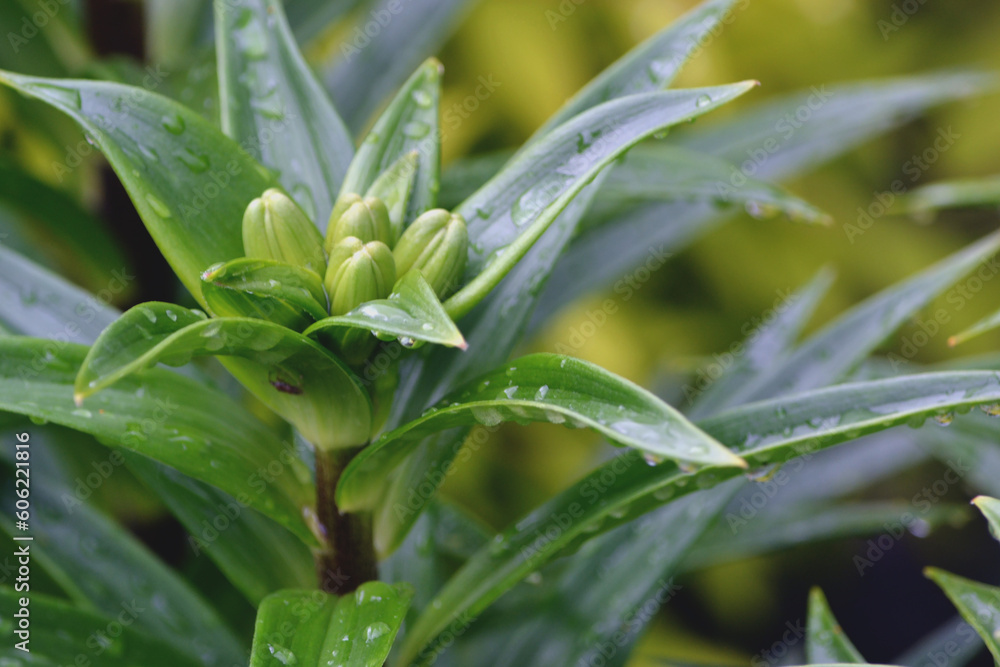 Selective focus of Green lily buds with raindrops on blurry greenery background, spring floral background Selective focus of Green lily buds with raindrops on blurry greenery background, spring floral background