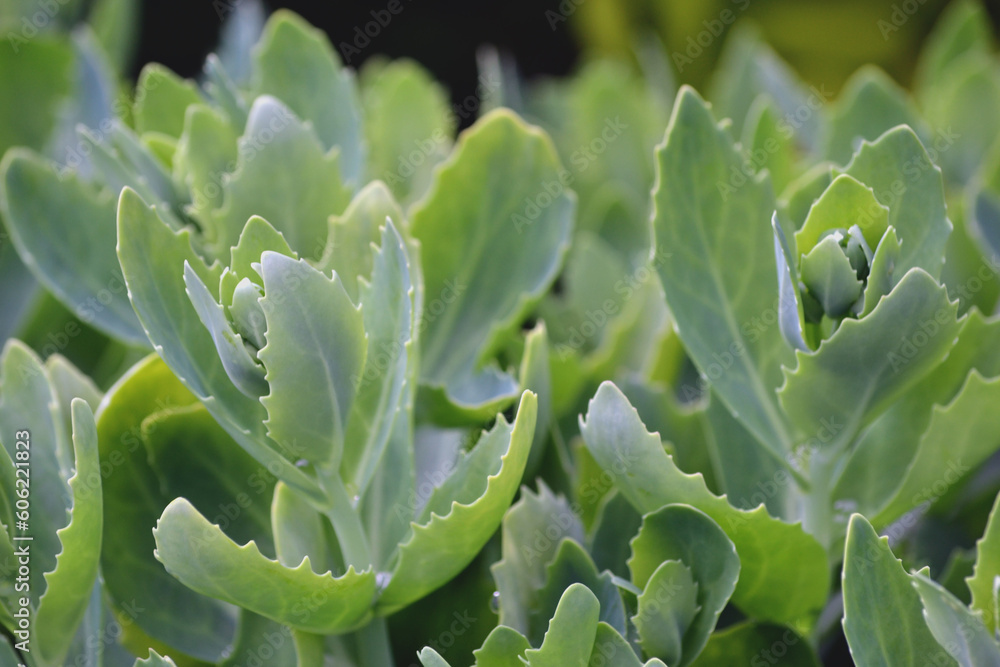 Selective focus of wet green leaves of garden plants after rain, green spring nature background Selective focus of wet green leaves of garden plants after rain, green spring nature background