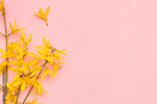 Blooming tree branches with yellow flowers on pink background © Pixel-Shot