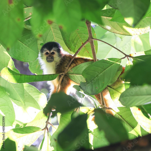 Squirrel monkey in tree