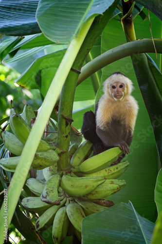 White Face Capuchin in banana tree