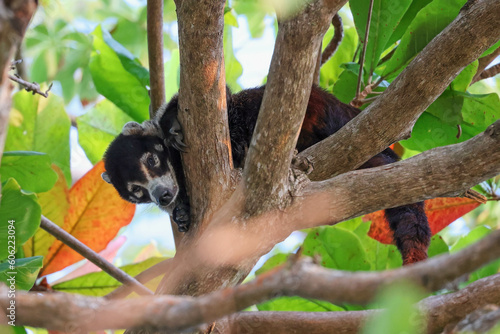 Coati in tree