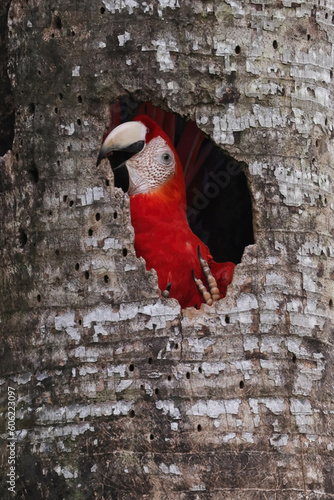 Macaw in tree
