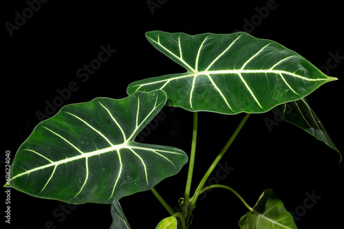 Alocasia 'Frydek' or Green Velvet Alocasia, an aroid with dark green velvety leaves and bold white ribs photo