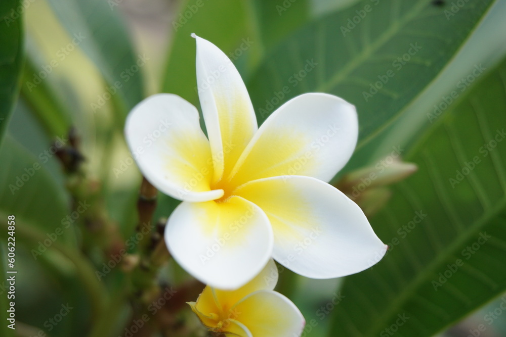 プルメリアの花 プルメリアの花