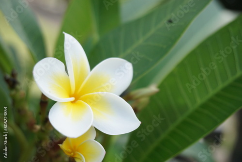 一輪のプルメリア