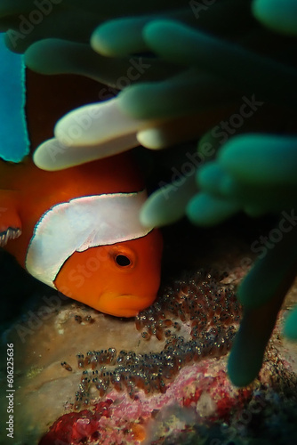 Clown anemone fish taking care of its egg