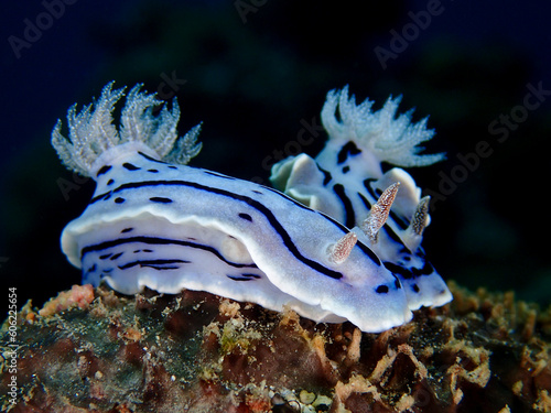 Two blue sea slug