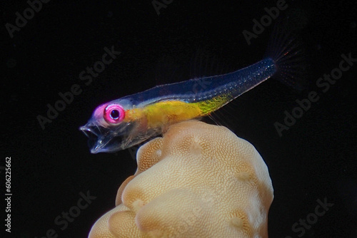 Pink eye goby yawning