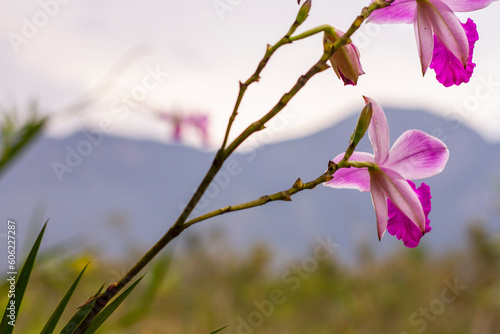 Orquídea