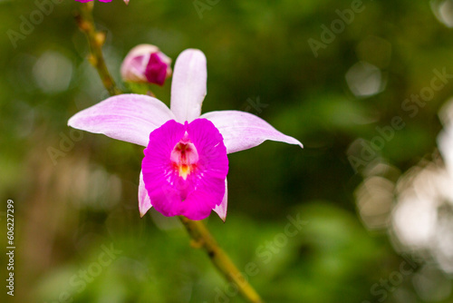 Orquídea