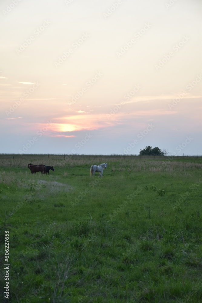 Sunset Over Horses in a Farm Field