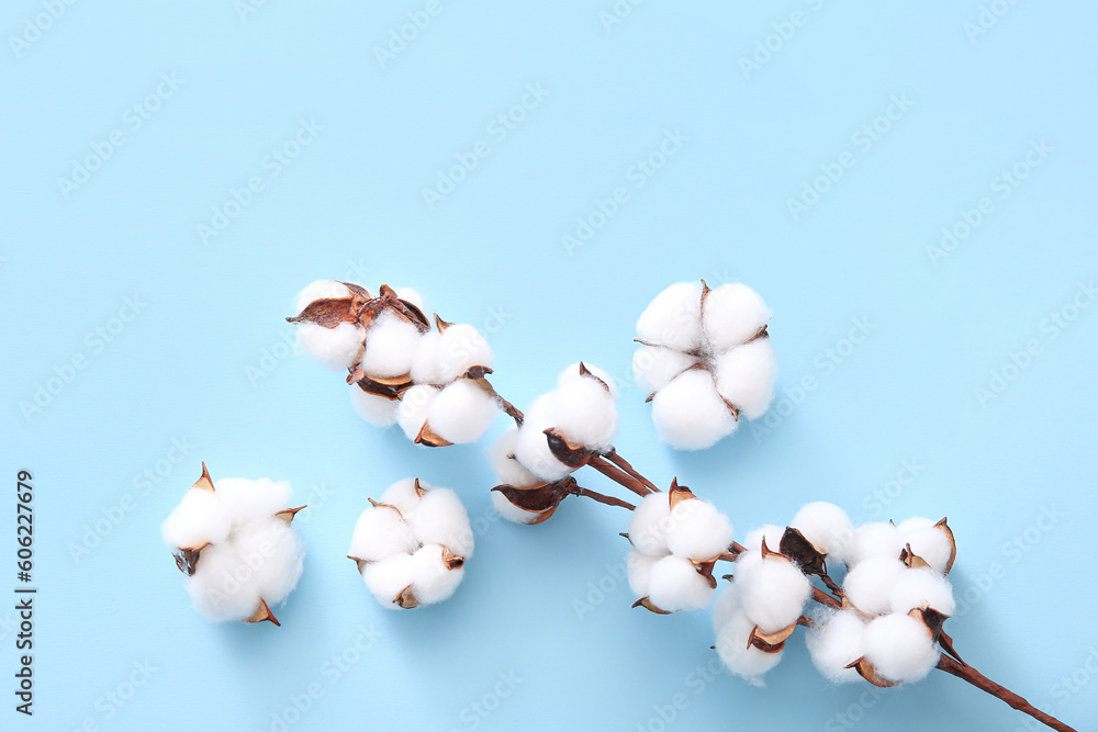 Cotton sprig and flowers on blue background