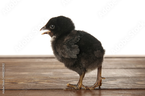 Cute little chick on wooden table against white background