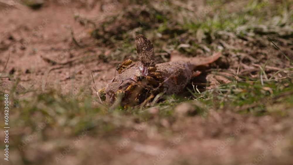 A Swarm of European Wasps Feeding on Fish. A Swarm of European Wasps Feeding on Fish.