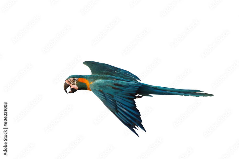 Colorful flying parrot flying isolated on transparent background png file
