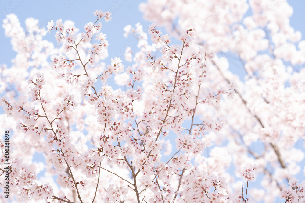 満開の山桜 満開の山桜