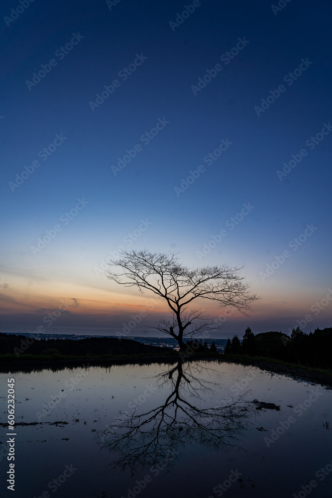 水田と夕方 水田と夕方