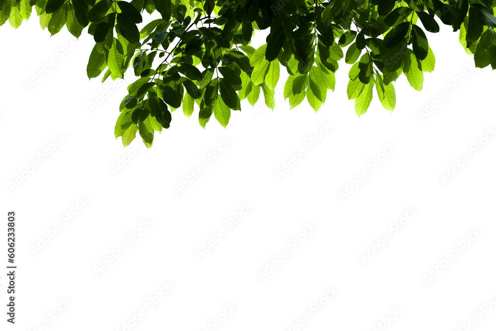 Isolated image of branch with leaves of big tree on png file at transparent background. Isolated image of branch with leaves of big tree on png file at transparent background.