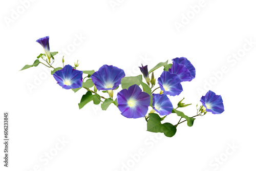 Isolated image of purple morning glory flower on png file at transparent background.