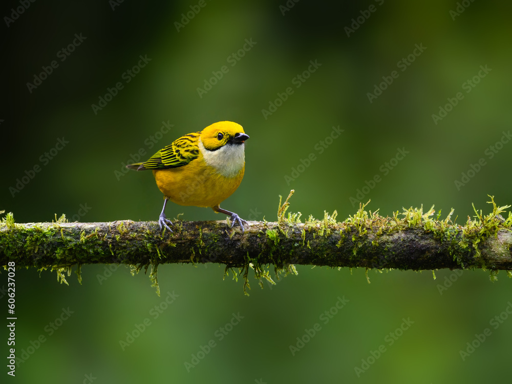 Silver-throated Tanager portrait on mossy stick against green background