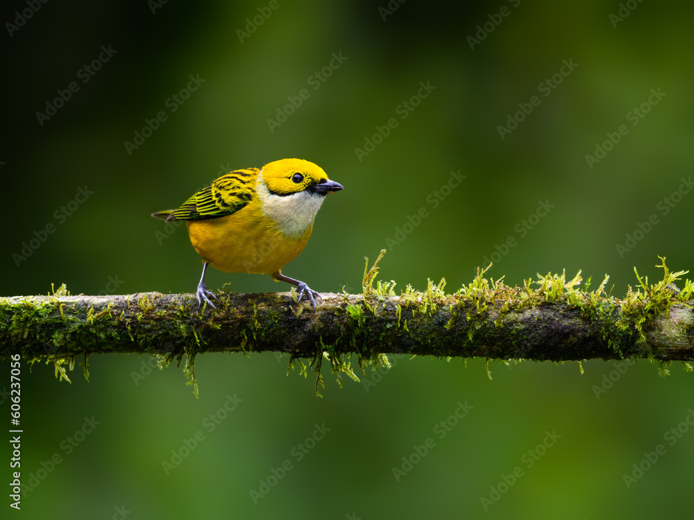 Silver-throated Tanager portrait on mossy stick against green background Silver-throated Tanager portrait on mossy stick against green background