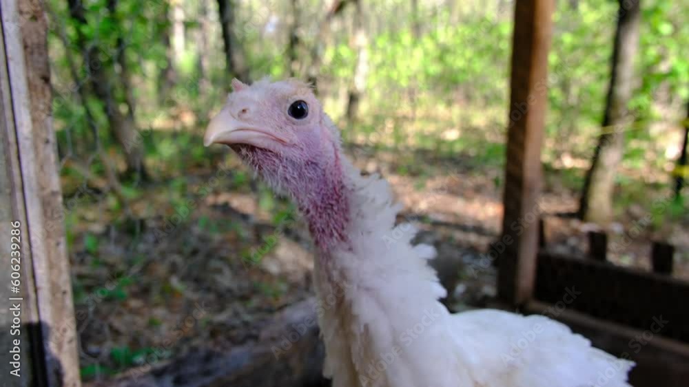 Extreme close up of young white turkey against forest background while kept in enclosure cage free raised. Extreme close up of young white turkey against forest background while kept in enclosure cage free raised.
