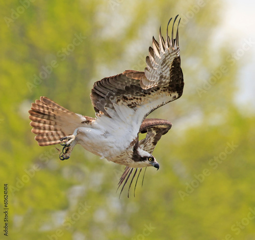 Osprey flying with green background, Ontario, Canada