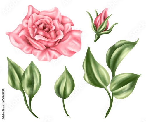 Set of pastel pink rose, bud and green leaves in watercolor style. Digital illustration on a white background. For invitations, date saving, gratitude or greeting card