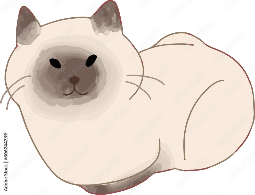 Fototapeta premium Cute Siamese Cat Sitting like a Loaf