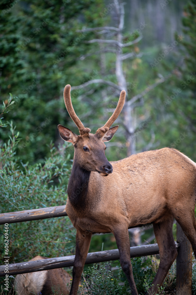 Beautiful elk in Rocky Mountain national Park, Colorado in summer Beautiful elk in Rocky Mountain national Park, Colorado in summer