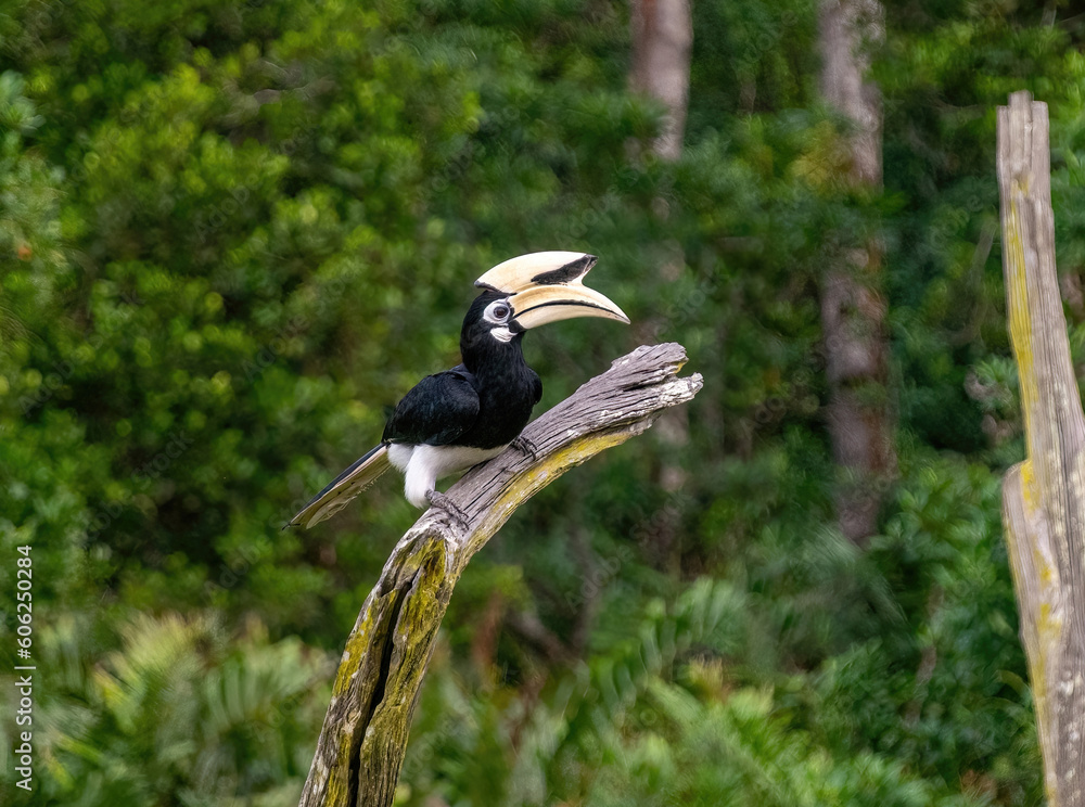 Obraz premium Oriental pied hornbill in the Bornean rainforest at Labuk Bay, Sabah, Malaysia.