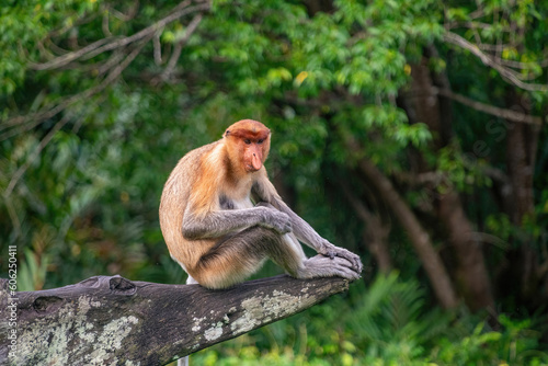 Proboscis monkey in the Borneon rainforest, Sabah, Malaysia. photo