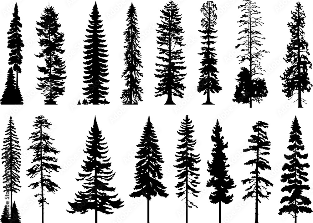 Obraz premium Silhouettes of cypress trees and pine trees. Set of pine, fir trees vector
