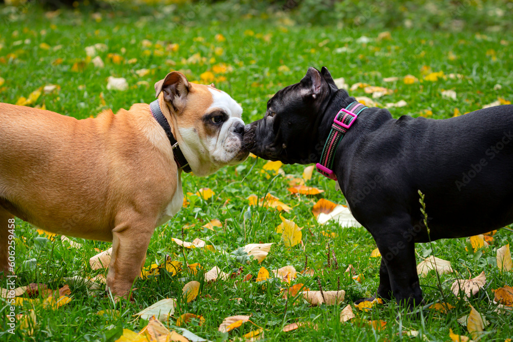 Two dogs an English bulldog and an American bully play on the grass,