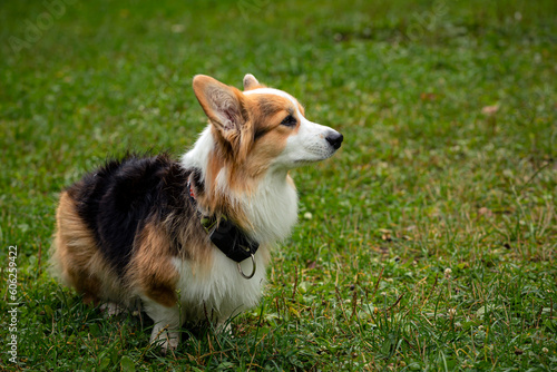 A Welsh corgi dog plays against the background of a green field