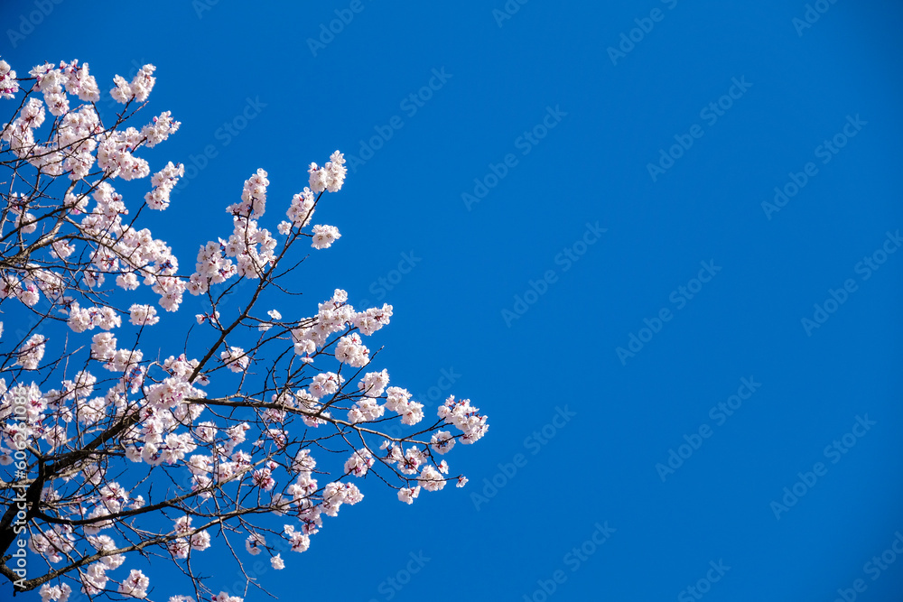 Cherry blossoms at the Lotte Tower in Seoul, South Korea Cherry blossoms at the Lotte Tower in Seoul, South Korea
