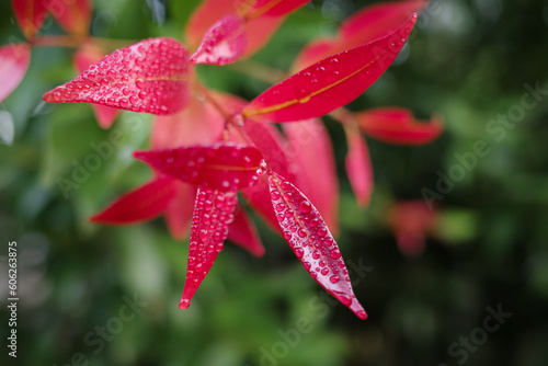 water drops on red leaf