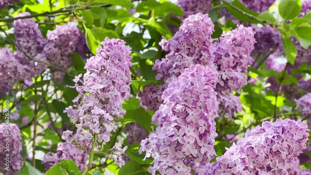 Blooming lilac bush, springtime flowers moving in the wind Blooming lilac bush, springtime flowers moving in the wind