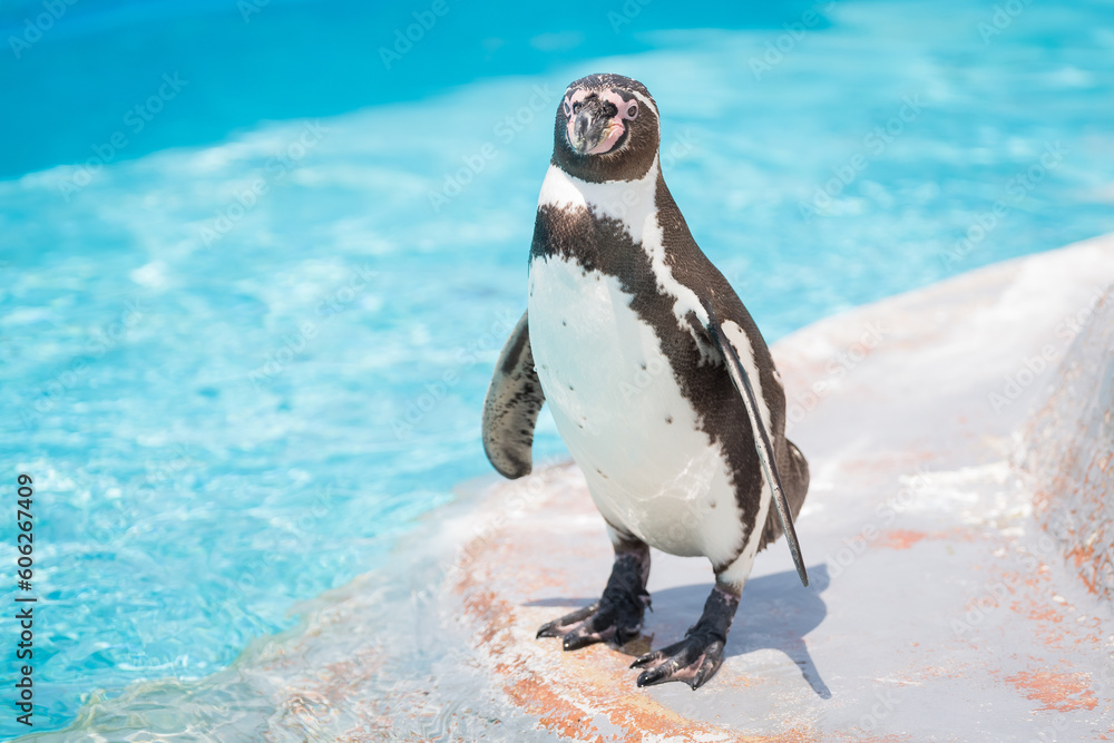 Fototapeta premium ペンギン