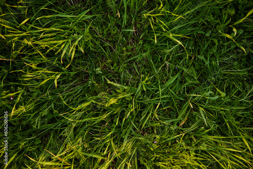 a close horizontal photo of the texture of high summer grass of rich green color taken from above