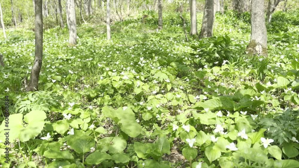 4K HDR_Movie: Spring ephemerals (Trillium camschatcense; オオバナノエンレイソウ) fill the fields in spring, swaying in the wind. 4K HDR_Movie: Spring ephemerals (Trillium camschatcense; オオバナノエンレイソウ) fill the fields in spring, swaying in the wind.