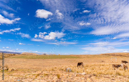 typical panorama of the sierra de junin in autumn season, sunny and dry days seeing the yellow pampas © ELVIZZ
