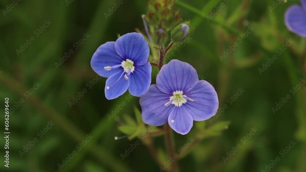 Closeup of Germander Speedwell, Veronica chamaedrys, flowers. May. England. UK. Closeup of Germander Speedwell, Veronica chamaedrys, flowers. May. England. UK.