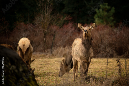 Elk grazing in field