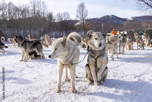 The nearest available place for dog sledding is on the river of Terelj in Terelj National Park. It takes just an hour to reach the dog sledding camp from Ulaanbaatar.