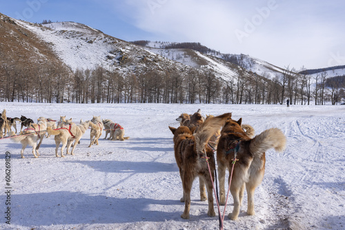 The nearest available place for dog sledding is on the river of Terelj in Terelj National Park. It takes just an hour to reach the dog sledding camp from Ulaanbaatar. 